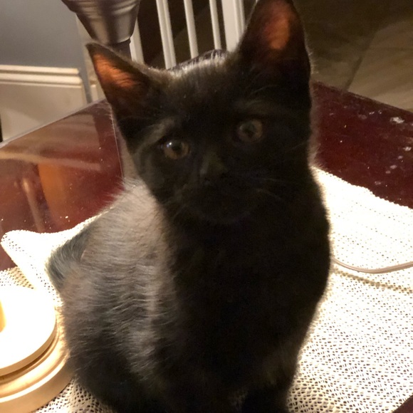 Follow Game - Picture 3 of 6